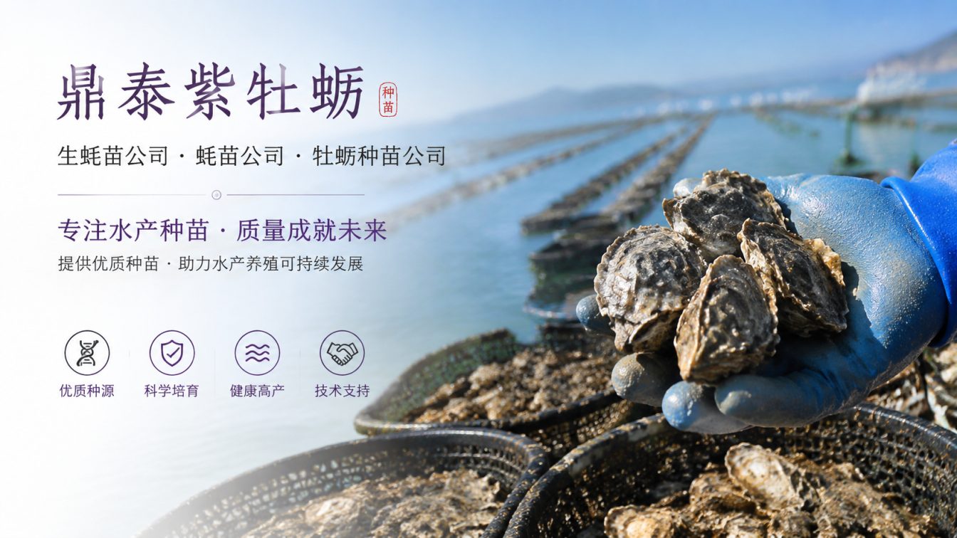 定西为南北养殖场提供三倍体生蚝苗方案